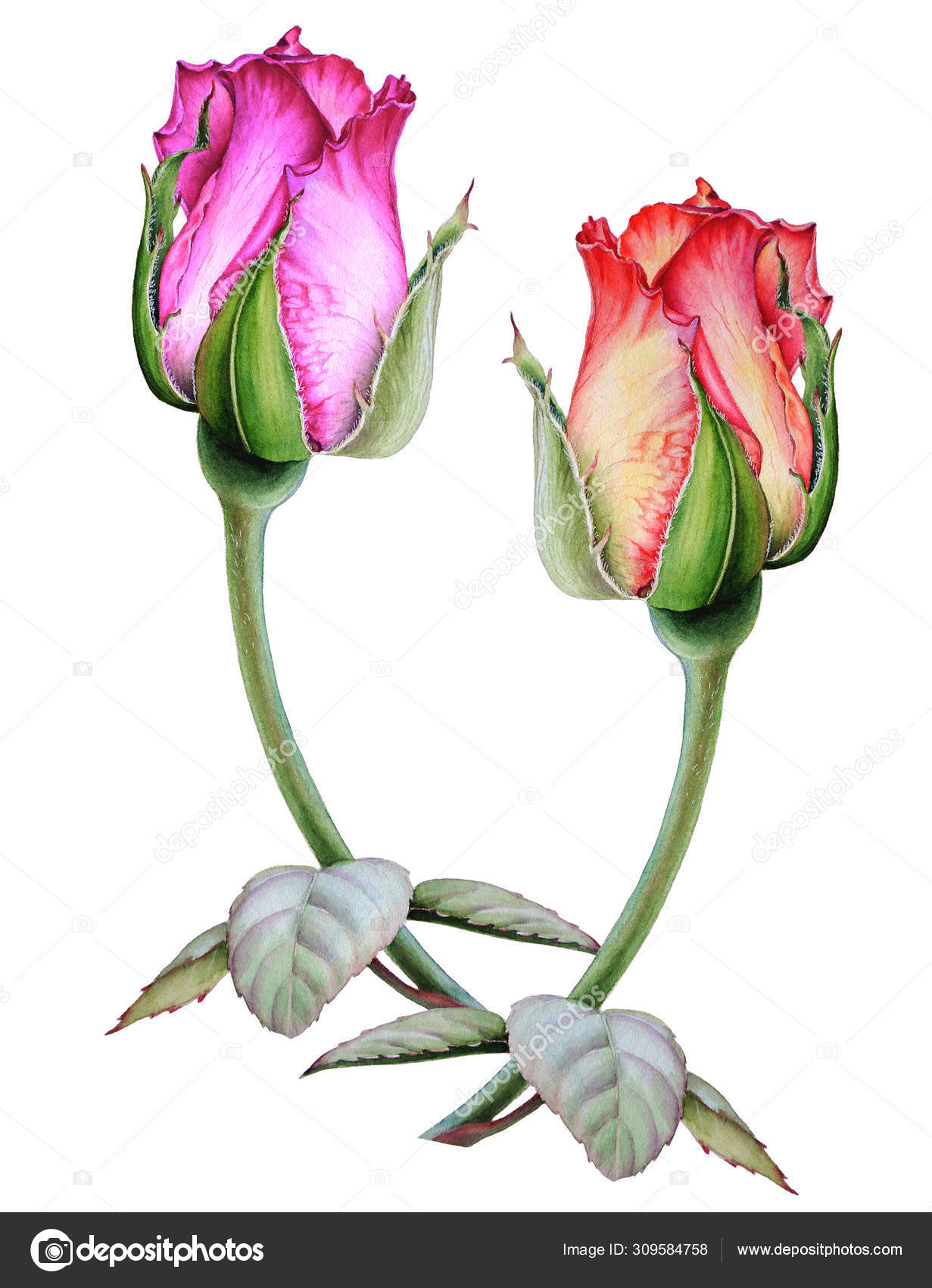 Watercolor Rosebud Isolated on White. Hand Draw Illustrations