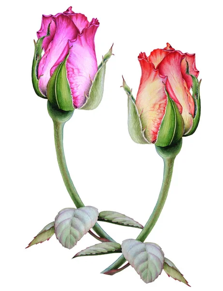 Botanical watercolor drawing of two roses isolated on white background. — Stock Photo, Image