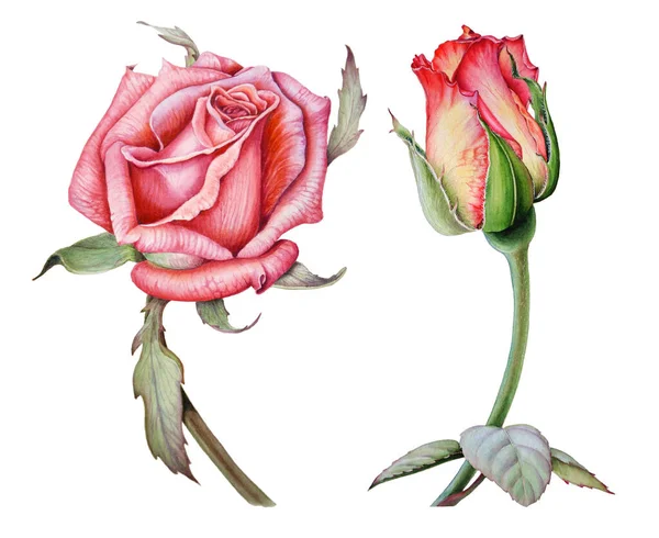 Botanical watercolor set drawing of two bright roses. — Stock Photo, Image