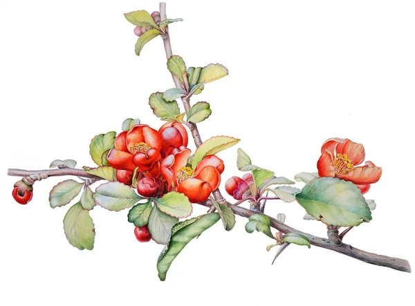 Watercolor Botanical illustration of a flowering branch of Japanese quince — Stock Photo, Image