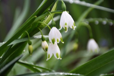 Kar damlalarının beyaz çiçekleri