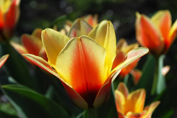 Molti Tulipani Bicolori Fioritura Una Giornata Sole — Foto Stock