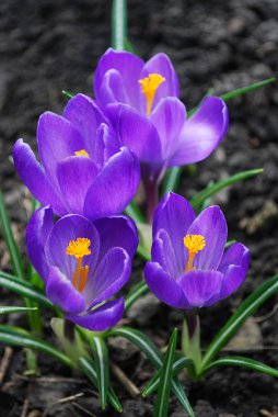leylak crocuses erken bir bahar çiçekli