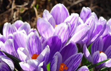 leylak crocuses erken bir bahar çiçekli