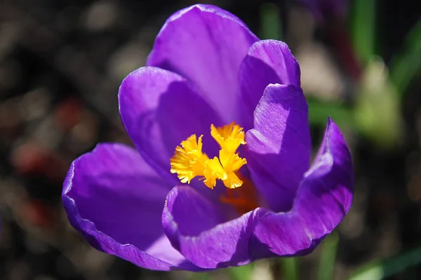 Azafrán Color Lila Floreciendo Principios Primavera —  Fotos de Stock