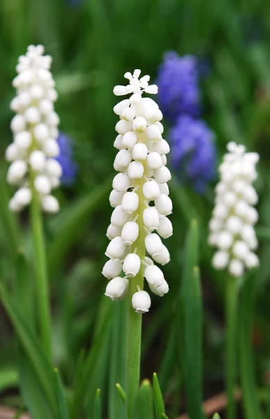 Květenství Tři Bílé Muscari — Stock fotografie