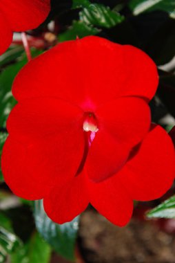 oda balsam parlak kırmızı çiçekler