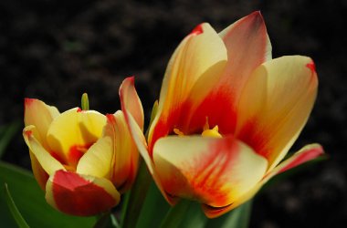 parlak bahar çiçekleri iki renkli laleler vardır