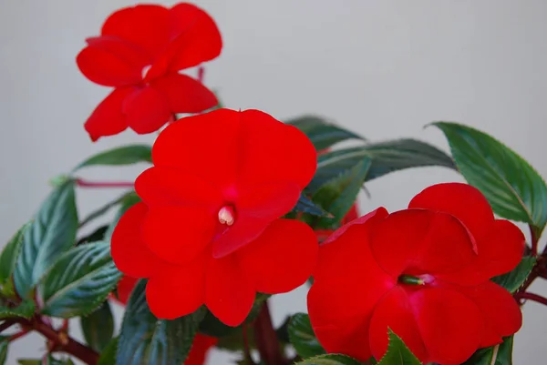 Fleurs Rouge Vif Baume Chambre — Photo
