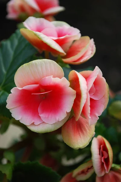 Room Flower Pink Double Begonia — Stock Photo, Image