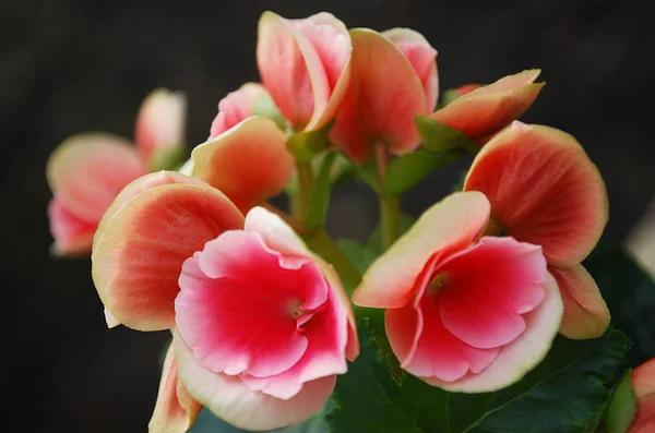 Une Fleur Chambre Est Une Bégonia Double Rose — Photo