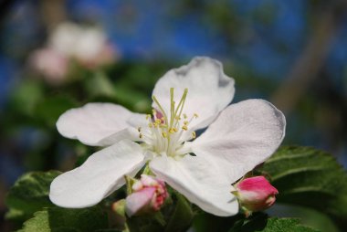 Elma ağacından beyaz çiçekler