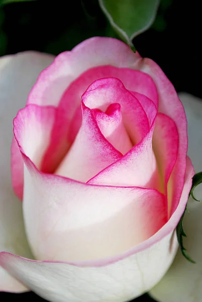 Tender White Rose White Rim — Stock Photo, Image