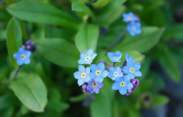 Flores Azuis Concurso Esquecido — Fotografia de Stock