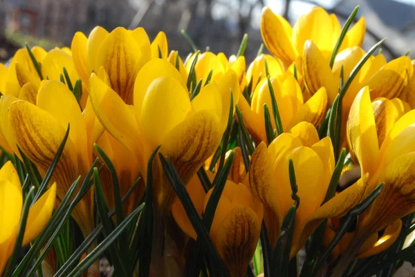 Azafrán Amarillo Flores Primaverales — Foto de Stock