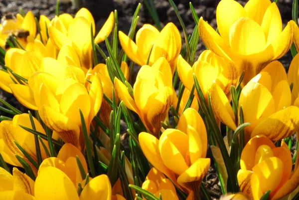 Azafrán Amarillo Flores Primaverales — Foto de Stock