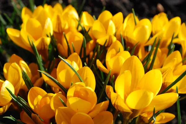 Azafrán Amarillo Flores Primaverales — Foto de Stock