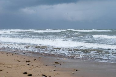 Deniz kenarında Gale