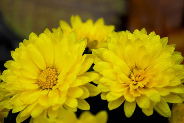 Неглубокие Желтые Хризантемы Цветут Осенью — стоковое фото