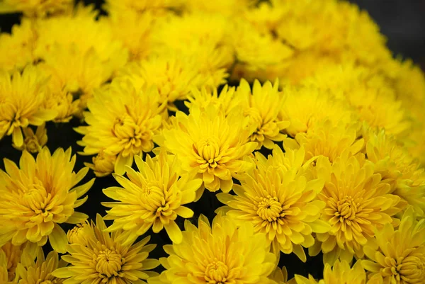 Shallow Yellow Chrysanthemums Flowering Autumn — Stock Photo, Image