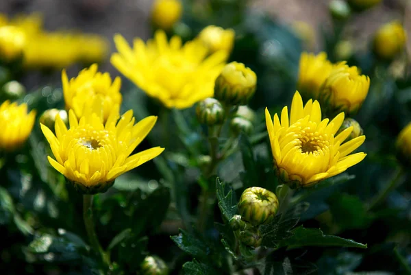 Grunt Gul Krysantemum Blomning Höst — Stockfoto