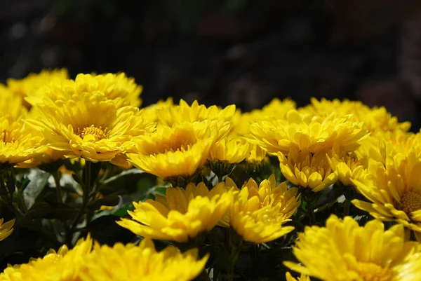 Crisantemos Amarillos Poco Profundos Que Florecen Otoño — Foto de Stock
