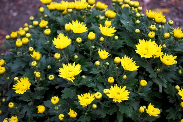 Crisantemos Amarillos Poco Profundos Que Florecen Otoño — Foto de Stock