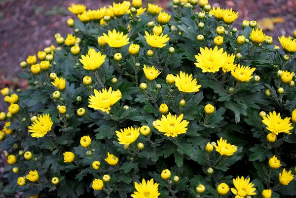 Grunt Gul Krysantemum Blomning Höst — Stockfoto