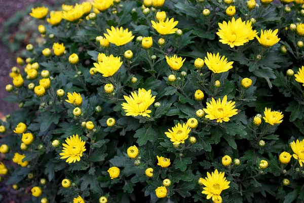 Crisantemos Amarillos Poco Profundos Que Florecen Otoño — Foto de Stock