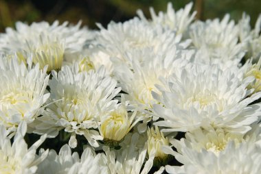 beyaz dekoratif krizantem bir sonbahar gününde çiçekli