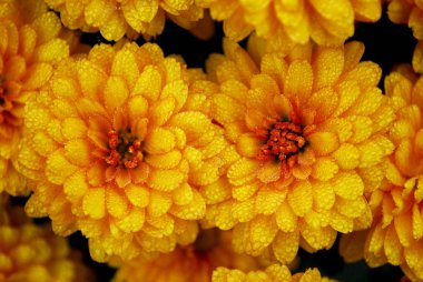 parlak turuncu krizantemler bir sonbahar gününde mutlu bir göz yapmak