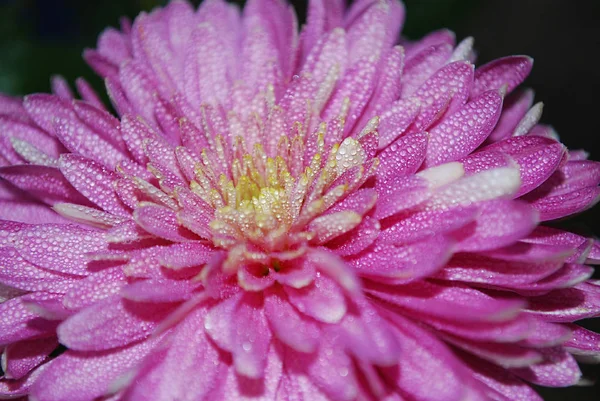 Decorative Pink Chrysanthemums Made Happy Autumn Days — Stock Photo, Image