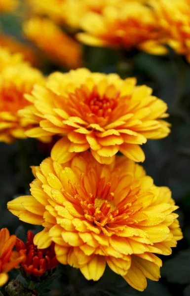 明るいオレンジ色の菊は秋の日に幸せな目を作る — ストック写真