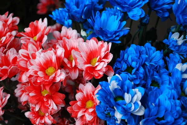 red and blue chrysanthemums are in one bouquet