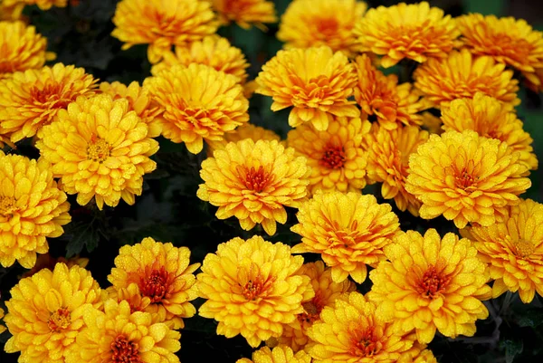 Bright Orange Chrysanthemums Make Happy Eye Autumn Day — Stock Photo, Image