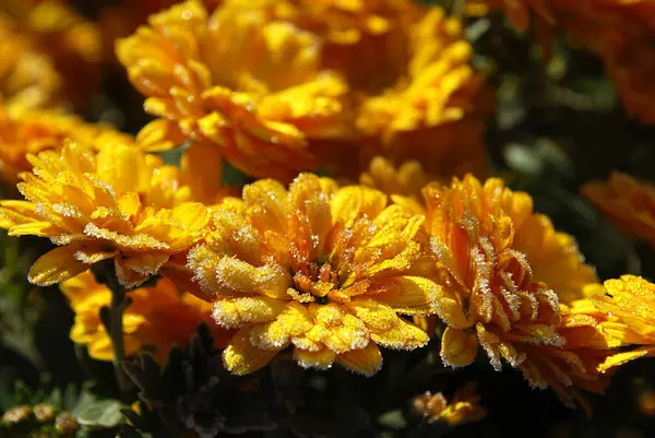 Bright Orange Chrysanthemums Make Happy Eye Autumn Day — Stock Photo, Image