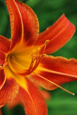 yaz aylarında açan parlak turuncu zambaklar