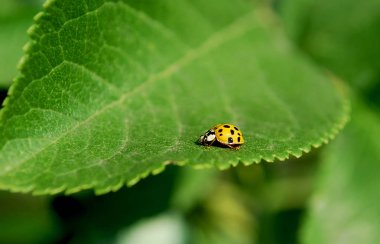 parlak uğur böceği bir yaz günü yeşil yaprakları üzerinde oturan