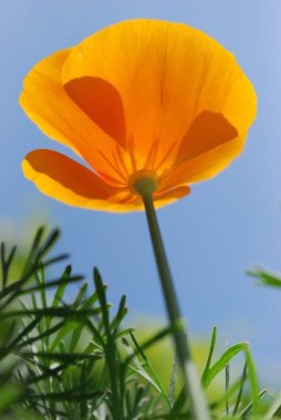 mavi gökyüzüne karşı parlak sarı ekinezya çiçek