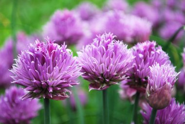 güneşli bir günde parlak leylak çiçeklenmeleri ile frenk soğanı açar