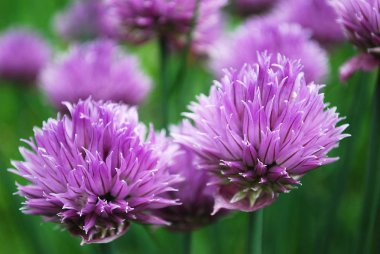 güneşli bir günde parlak leylak çiçeklenmeleri ile frenk soğanı açar