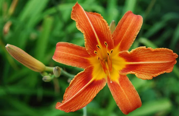 Bright Orange Lilies Blooming Summer — Stock Photo, Image