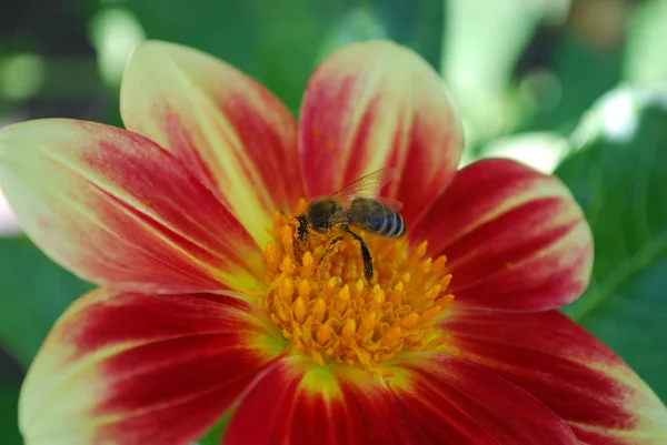 Biene Sammelt Nektar Einem Sonnigen Sommertag — Stockfoto