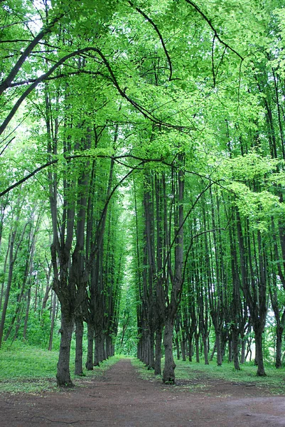 Jeune Feuillage Vert Vif Sur Les Branches Tilleul — Photo