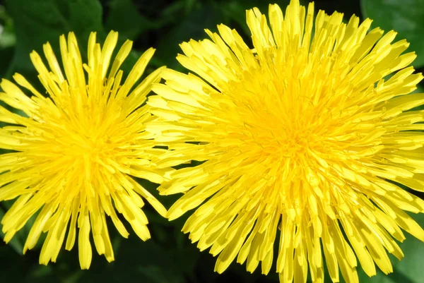 Bright Sunny Dandelions Blooming Spring Afternoon — Stock Photo, Image