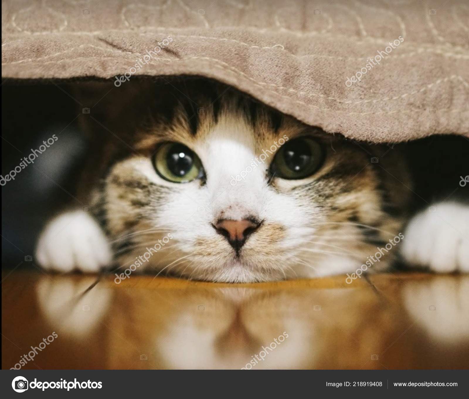 Petit Chat Sous Lit Regarde Devant Stock Photo C Mahdid179 Petit Chat Sous Lit Regarde Devant Stock Photo C Mahdid179