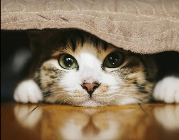 petit chat sous le lit regarde devant