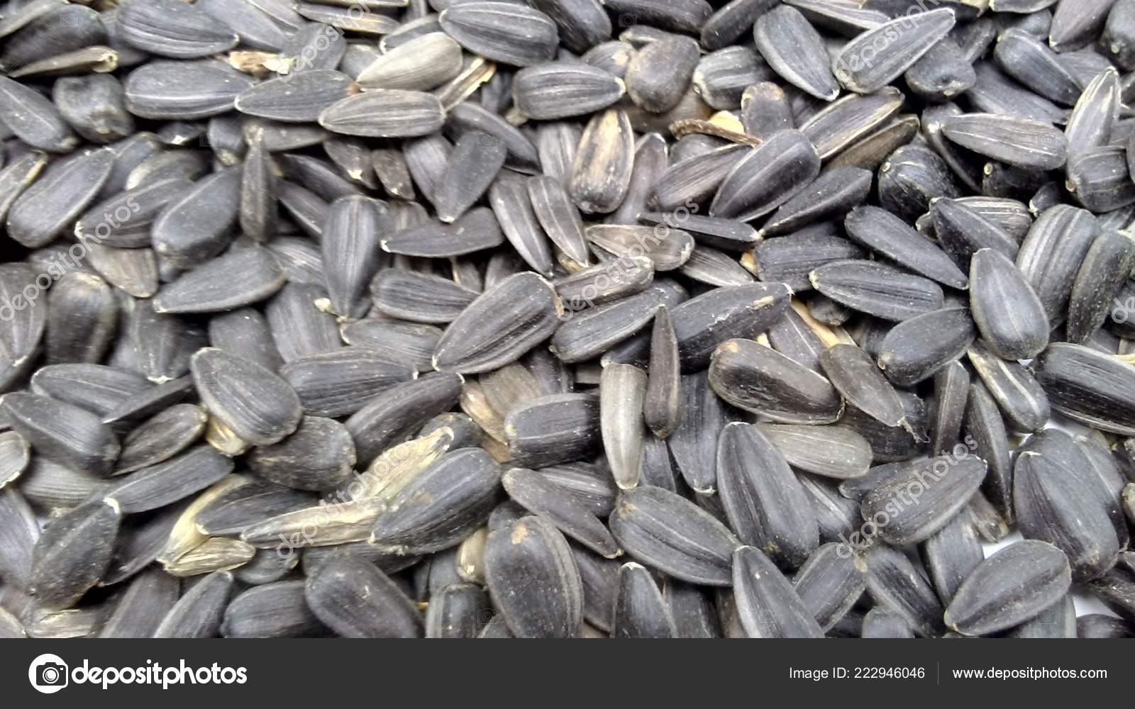 Fond Graines Tournesol Noirs Stock Photo Image By C Mahdid179 Fond Graines Tournesol Noirs Stock Photo Image By C Mahdid179