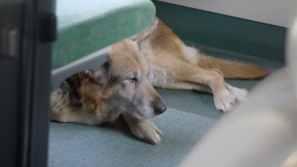 Perro Viajando Tren Cámara Lenta 120Fps — Vídeo de stock