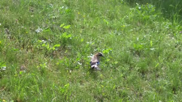 Vogel Voedsel Zoeken Het Gras Vliegen Weg Slowmotion 60Fps — Stockvideo